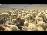 Flock of Pashmina goats, Ladakh