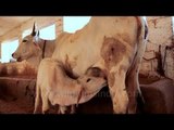 Cow feeding their calves at Chandan Farm, Jaisalmer