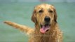 Golden Retriever swims in sea and comes out wet, in slow motion