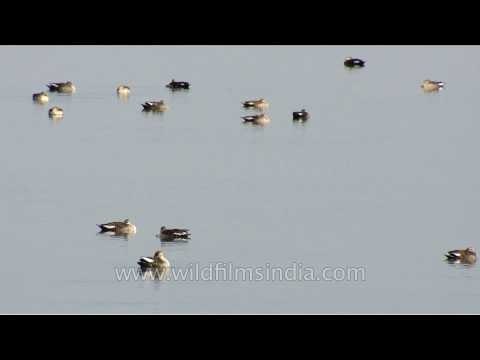 Lake Rajsamand's view from the ghats