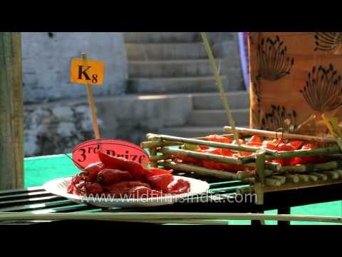 Naga Jolokia at Hornbill Fest