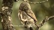 Collared Pygmy Owlet in Landour, Uttarakhand
