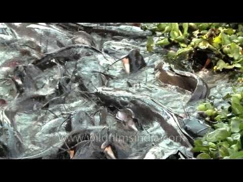 Splashing mass of huge catfish in a pond!