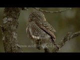 Tiny little Collared Pygmy Owlet in the Himalaya
