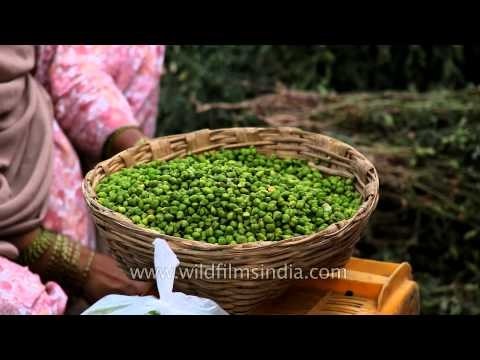 Selling shelled Green Chickpeas or Chholia in Udaipur