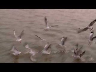 Flock of gulls flying over the Bay of Bengal