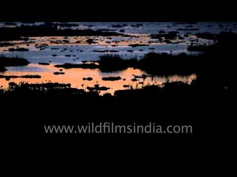 Local fishermen fishing at night in Loktak lake, Manipur