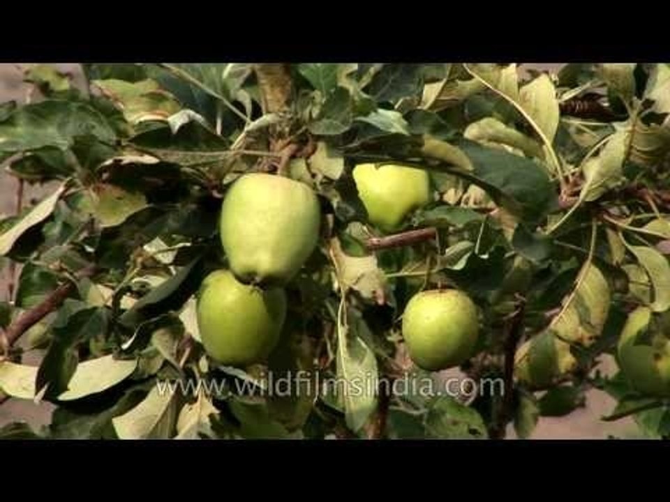 Raw green apples growing in a tree