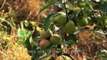 Green ripe apples on Himalayan-grown apple trees