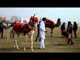 Dancing horse of Punjab at Kila Raipur