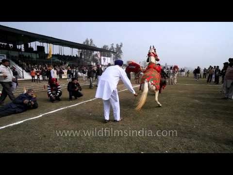 Dancing horse in colourful clothes in Kila Raipur rural olympic
