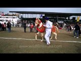 Dancing horse mesmerizing audience at Kila Raipur