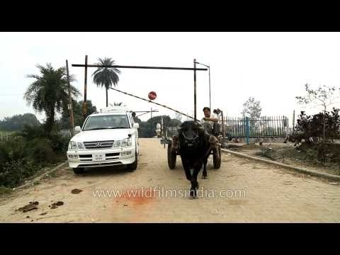 Bullock cart crosses railway level crossing in Uttar Pradesh