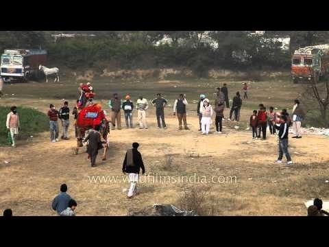 Dancing camel at Kila Raipur Sports Festival