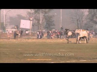 Contestant competes in a bullock cart race