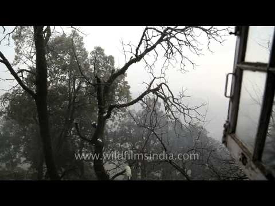 Looking out of a mountain cottage window, to forest outside