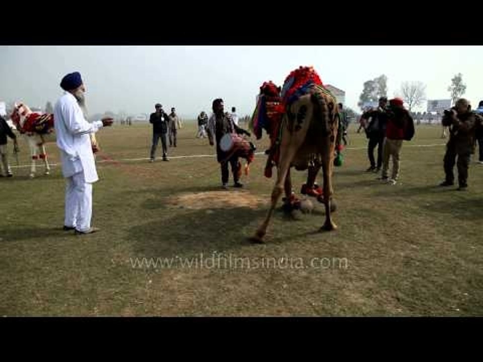 Camel dance competition at Rural Olympics
