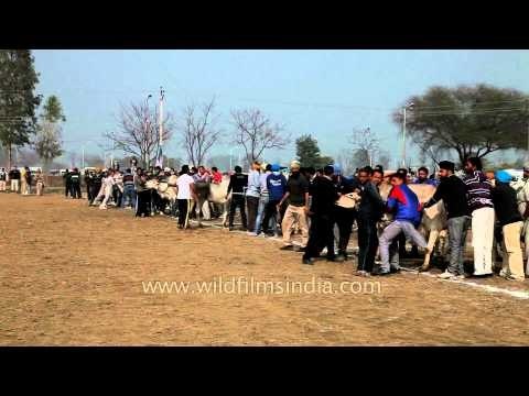 Bullock cart race during Indian Rural Olympics