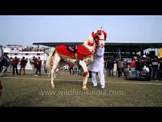 Dance performance by a horse in Kila Raipur