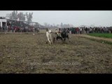 Bullock cart race at Kila Raipur sports festival