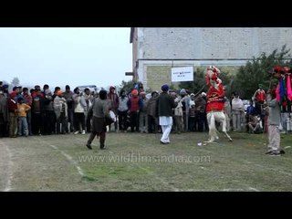 Animals dancing on the tunes!