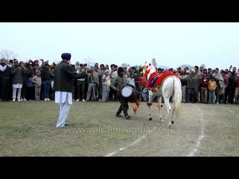 Horse dancing on traditional drum beat in Kila Raipur