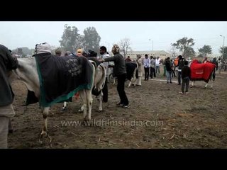 Bull warming up in the field