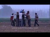 Horse race competition: Kila Raipur Competition