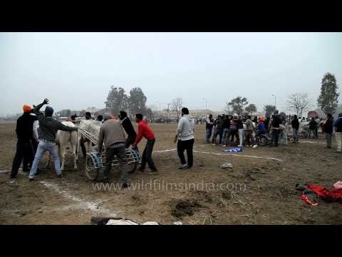 Get set go, Bullock cart race - Punjab