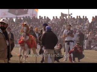 Crowd enjoying the horse dance