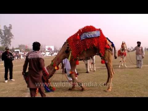 Decorated camel dancing at Kila Raipur rural olympic