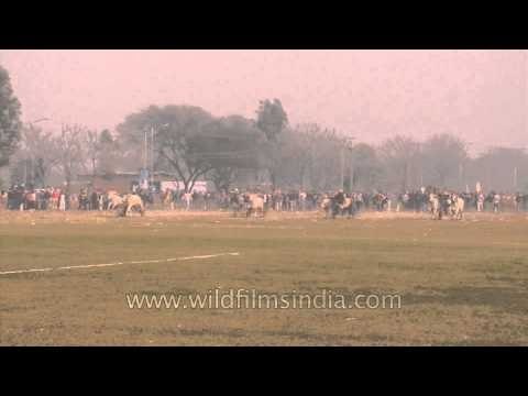 Bullock cart race at Kila Raipur