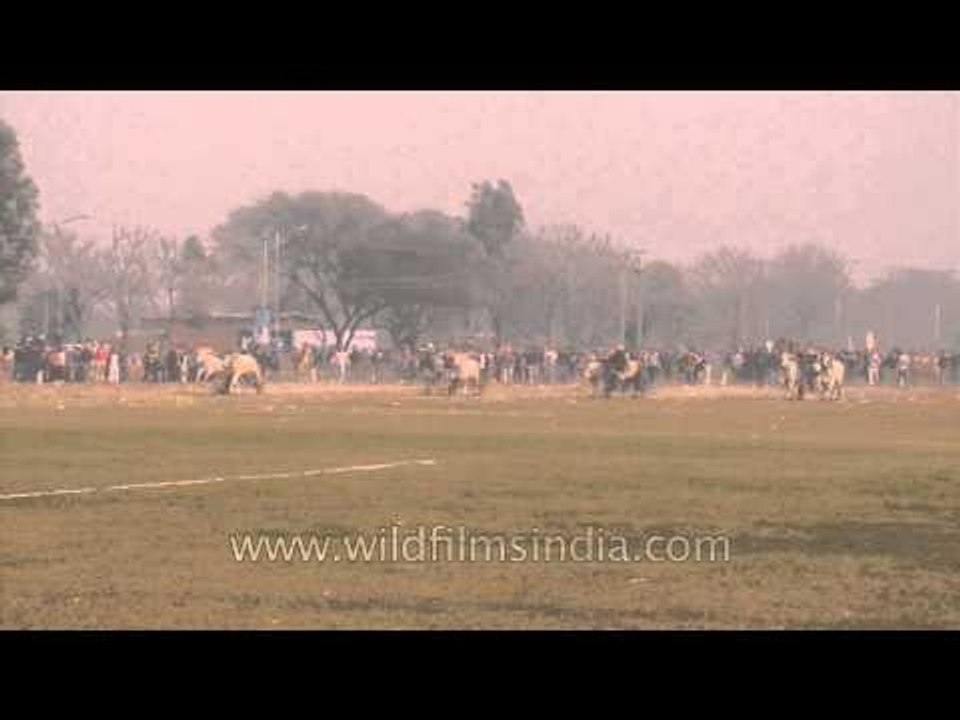 Bullock cart race at Kila Raipur