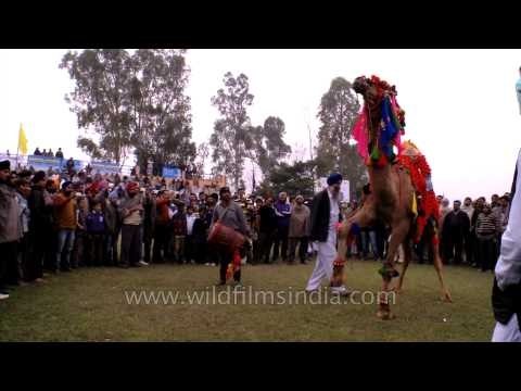 Camel dancing at its best at Kila Raipur sports festival