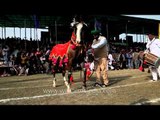 Amazing horse dance displayed at Kila Raipur sports festival