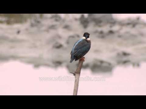 Common Kingfisher in Sunderbans mangroves