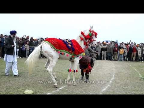 Trained horse dancing along the drum beats