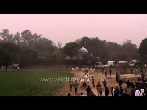 Speeding away: Bullock cart race in progress, Punjab
