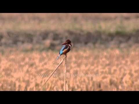 White-breasted Kingfisher (Halcyon smyrnensis)