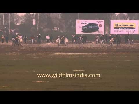 Bullock cart race in Ludhiana during Rural Olympics