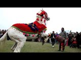 Horse dancing to dhol drum beats