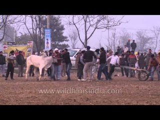 People forcing a bull for cart race - Kila Raipur Sports Festival