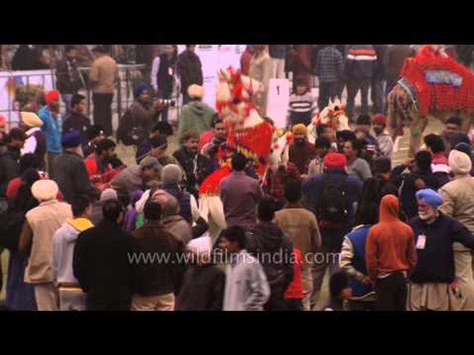 Horse dancing on the dhol beats : at Kila Raipur Sports Festival