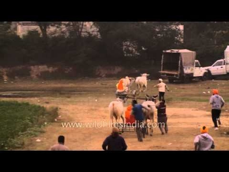 Bull race at Kila Rural Olympics Sports Festival