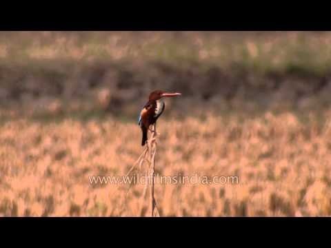White-throated Kingfisher perched on a twig