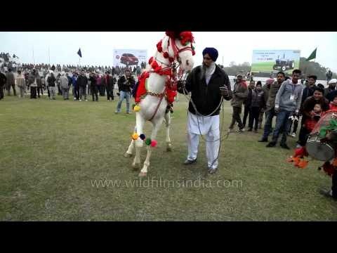 Dancing horse entertains the audience