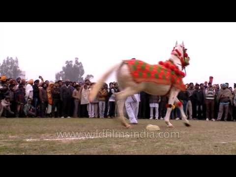 Audiences watch horse dancing at Kila Raipur