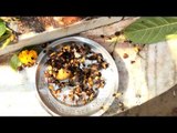 Bees enjoying the feast