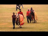 Bull marching on the field at Kila Raipur Sports Festival
