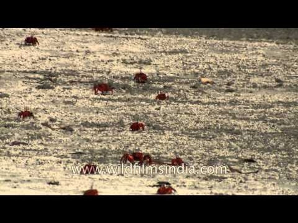 Fiddler crabs looks like a red dot- Henry Island